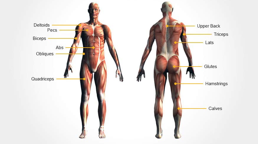 What Muscles Do Rowing Machines Work?