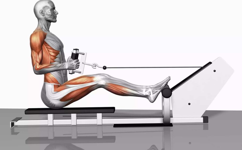 What Muscles Do Rowing Machines Work?
